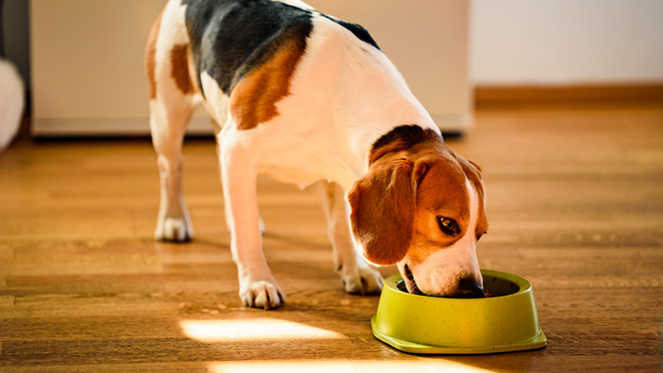 Dürfen Hunde Mais essen? Alles, was Du wissen musst