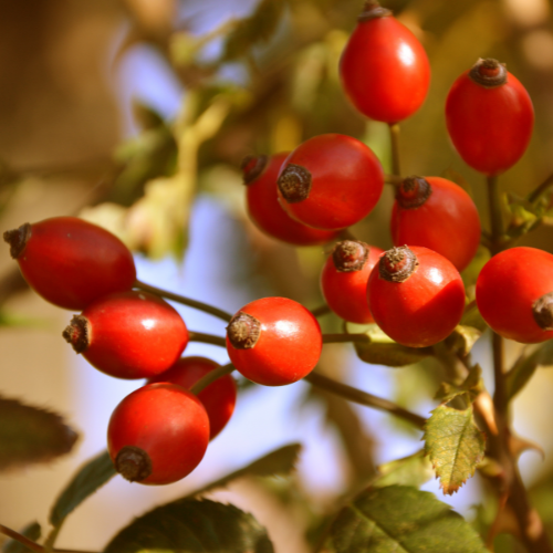 Hagebutte für Hunde: Die gesunde Power-Frucht für Deinen Vierbeiner