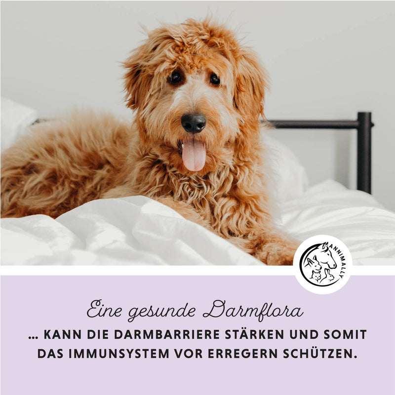 Magen Darm Tabletten für Hunde von Annimally